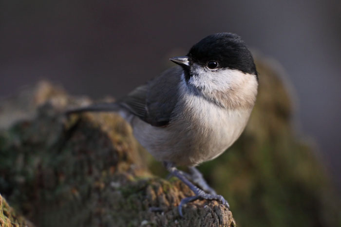 Marsh Tit