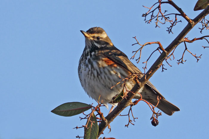 Redwing