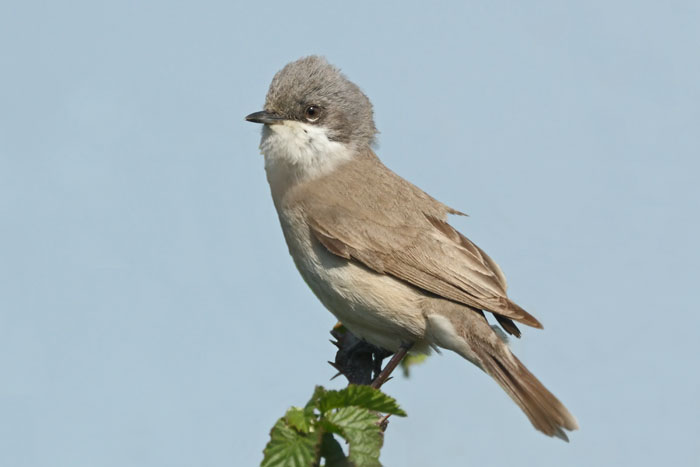 Lesser Whitethroat