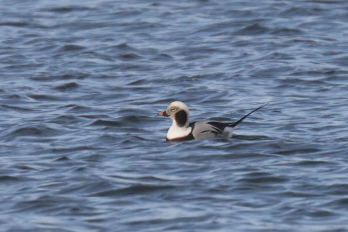 Long tailed Duck