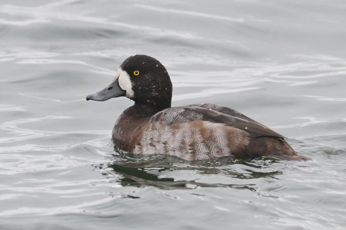 Scaup