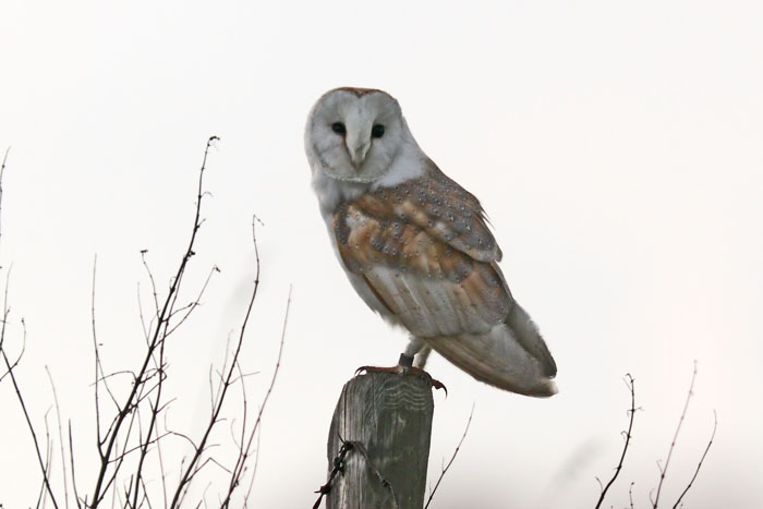 Barn Owl