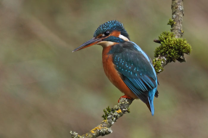 Kingfisher