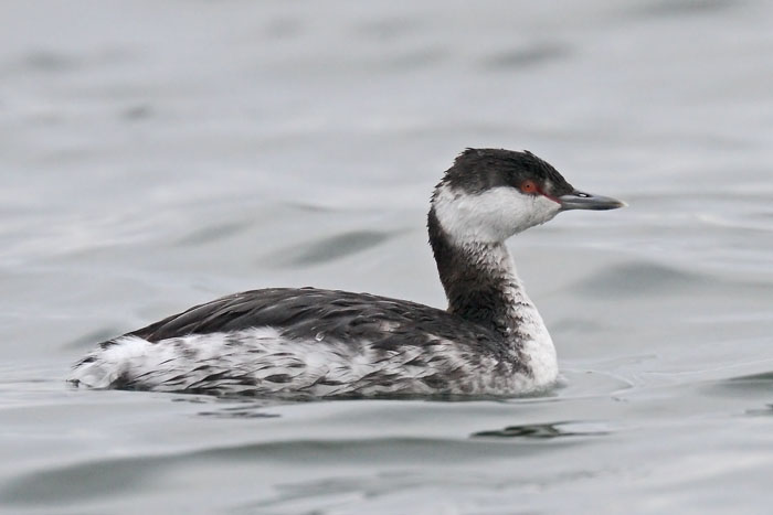 Slavonian Grebe