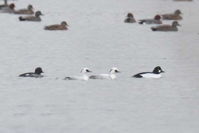 Smew
