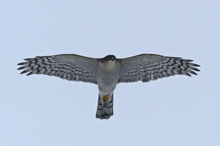 Sparrowhawk