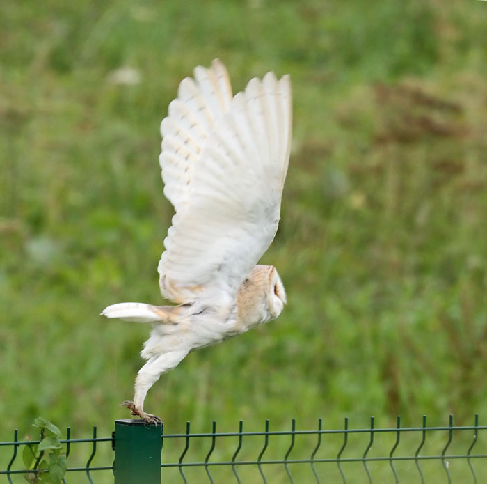 Barn Owl