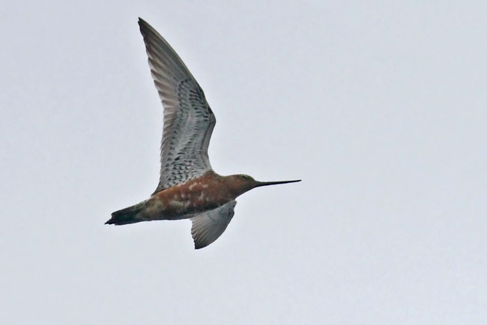 Bar tailed Godwit
