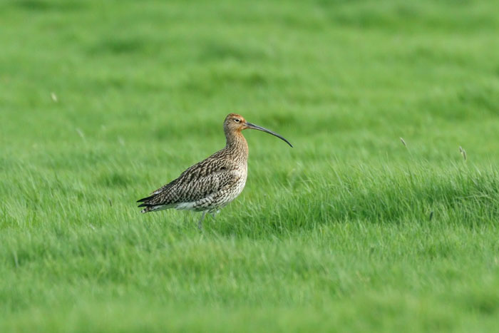 Curlew