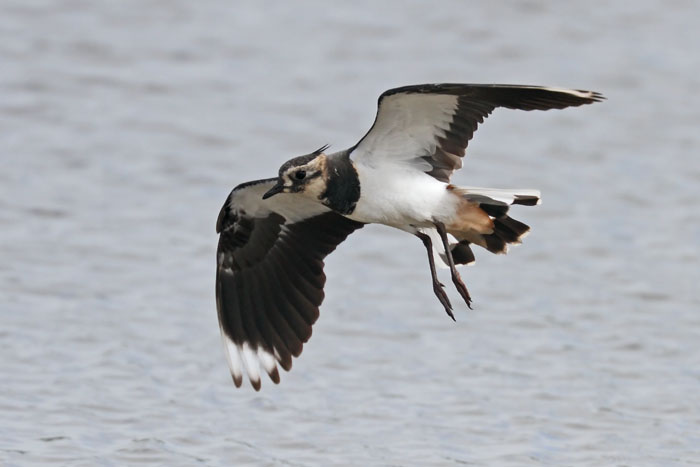 Lapwing 