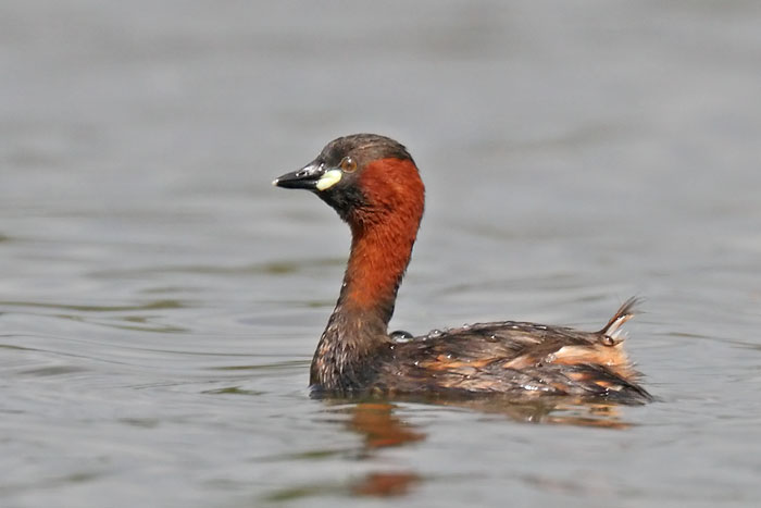 Little Grebe 