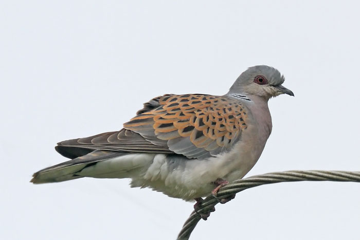 Turtle Dove
