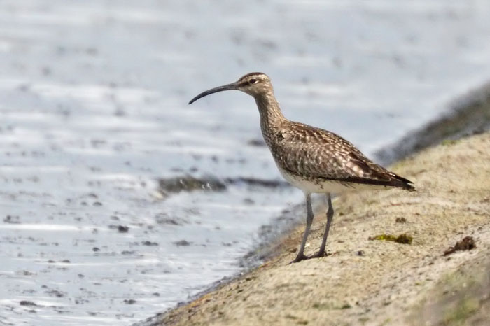 Whimbrel 