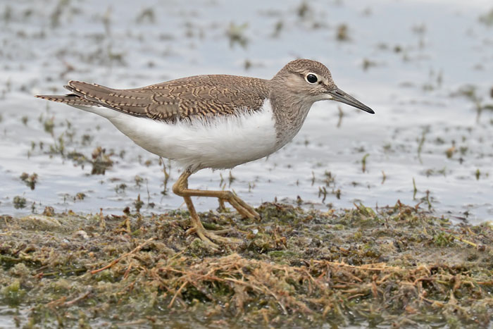 Common Sandpiper
