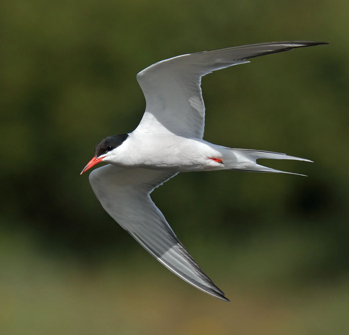 Common Tern 