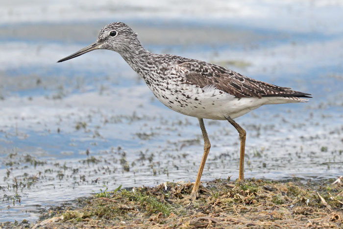 Greenshank 
