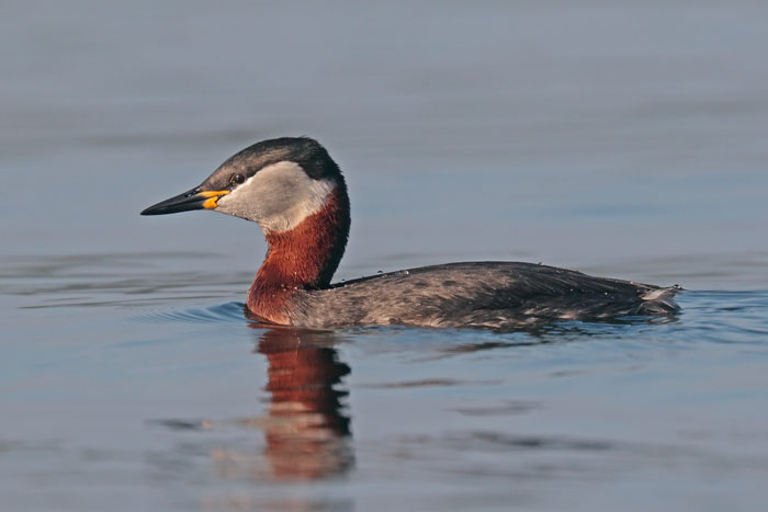 Red-necked Grebe