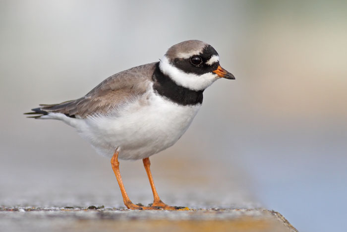 Ringed Plover 