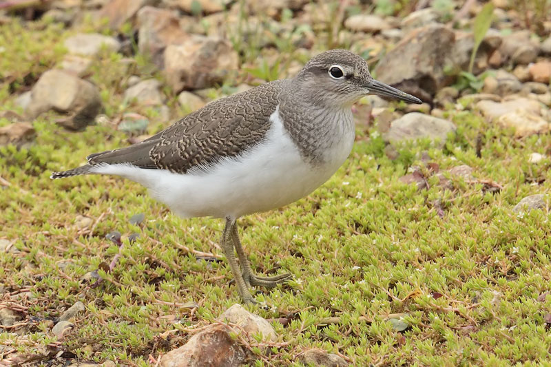 Common Sandpiper