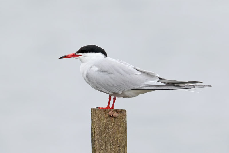 Common Tern