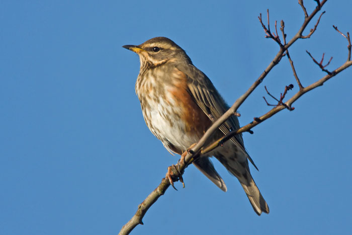 Redwing - click to enlarge
