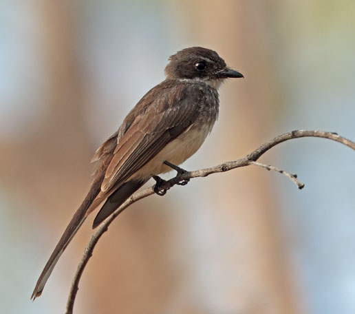 Northern Fantail 