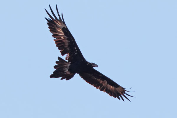 Wedge tailed Eagle 
