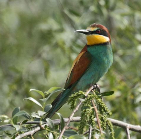 Bee Eater 