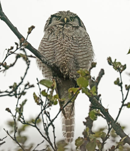 Hawk Owl 