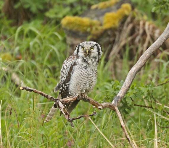 Hawk Owl 