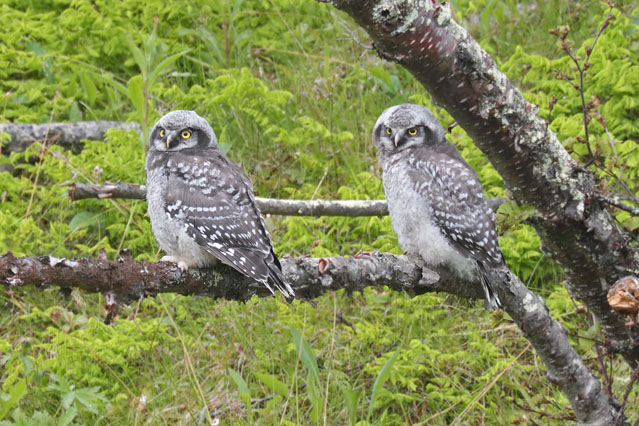 Hawk Owlets