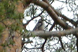 Record shot (hand held CP4500) of White-backed Woodpecker