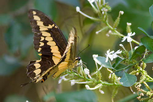 Gaint Swallowtail 