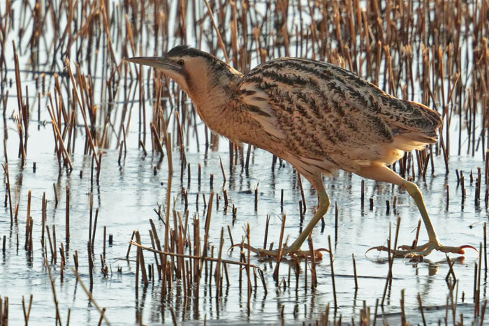 Bittern 