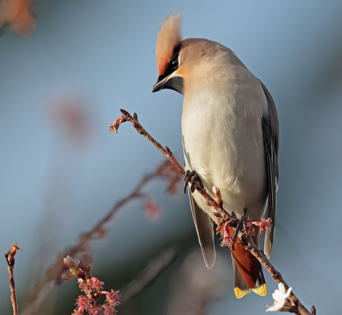 Waxwing 