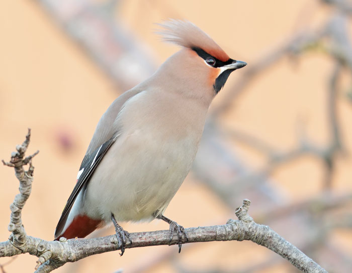 Waxwing