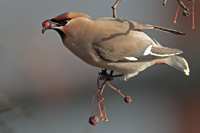 Waxwing 