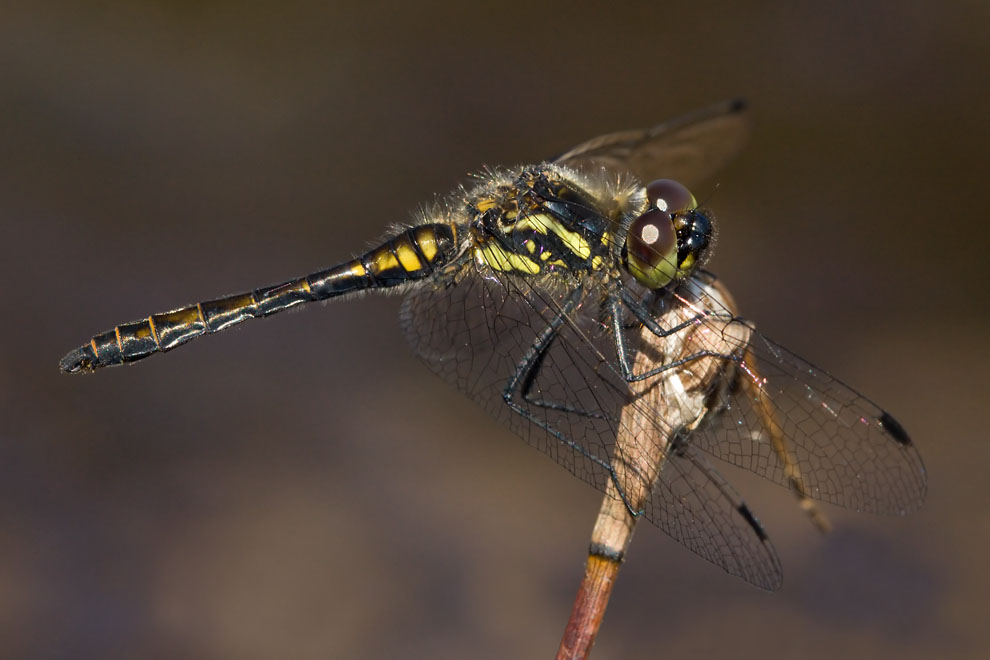 Black Darter
