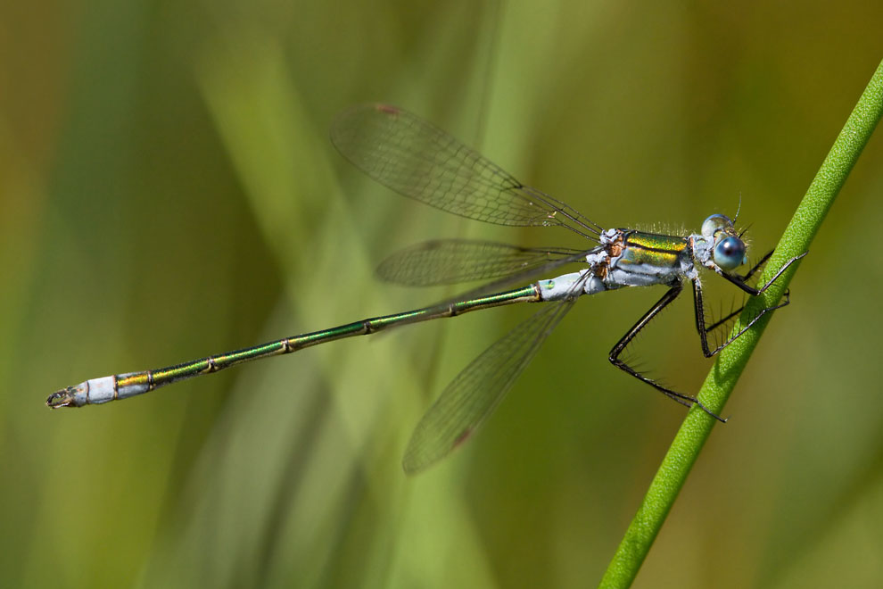 Emerald Damselfly