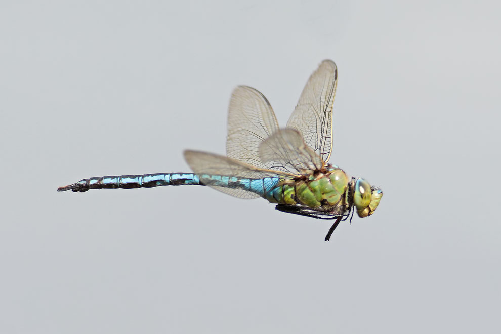 Emperor 