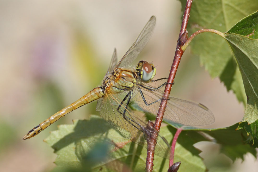 Red veined Darter
