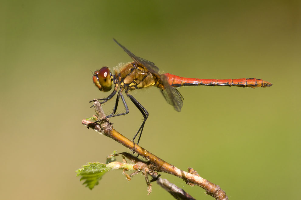 Ruddy Darter