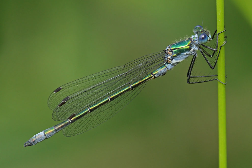 Scarce Emerald Damselfly