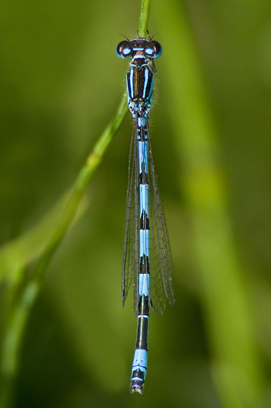 Southern Damselfly