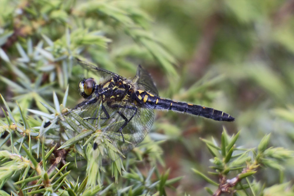 White-faced Darter