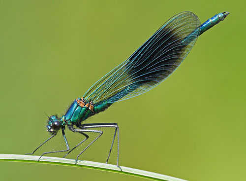 Banded Demoiselle