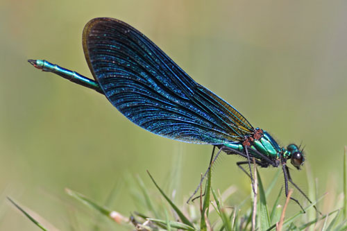Beautiful Demoiselle