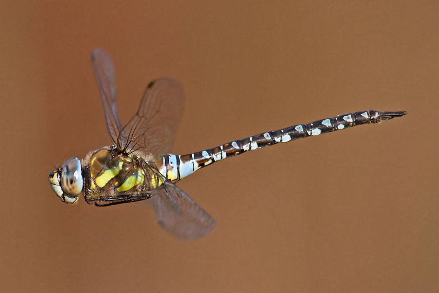 Migrant Hawker