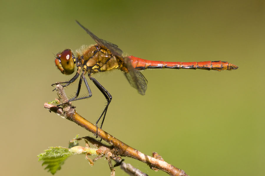 Ruddy Darter