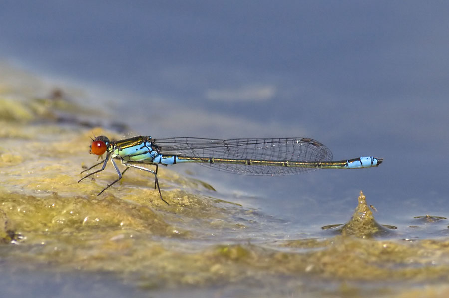Small Red-eyed Damselfly